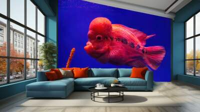 Bright red Flowerhorn cichlid or luohan fish in the aquarium pool. Flower horn swimming in blue water of fish tank in oceanarium. Wall mural