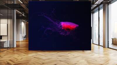 Fluorescent jellyfish swimming underwater aquarium pool with red neon light. The Lion's mane jellyfish, Cyanea capillata also known as giant jellyfish, arctic red jellyfish, hair jelly Wall mural