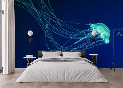 Fluorescent jellyfish swimming underwater aquarium pool. The Atlantic sea nettle chrysaora quinquecirrha in blue water, ocean. Theriology, tourism, diving, undersea life. Wall mural