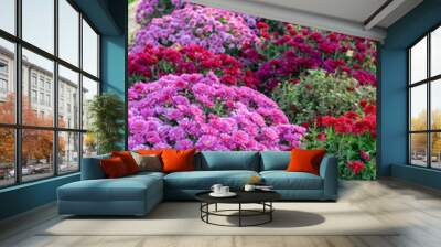 Fresh bright blooming various color chrysanthemums bushes in autumn garden outside in sunny day. Flower background for greeting card, wallpaper, banner, header. Wall mural