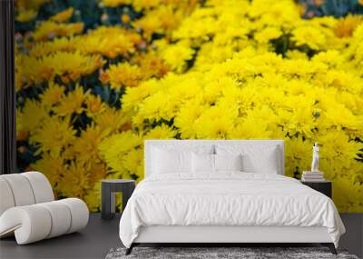 Fresh bright blooming yellow chrysanthemums flowers in autumn garden outside in sunny day Wall mural