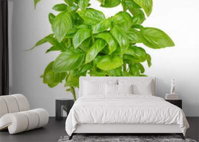 Fresh green organic basil in black pot isolated on white, transparent background, PNG. Indoor plant growing, healthy eating, aromatic herb, food ingredient, spice for culinary Wall mural