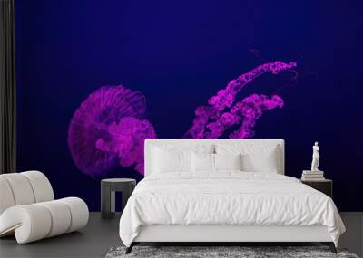 Two fluorescent jellyfish swimming underwater aquarium pool with pink neon light. The South American sea nettle chrysaora plocamia in blue water, ocean. Theriology, tourism, diving, undersea life. Wall mural