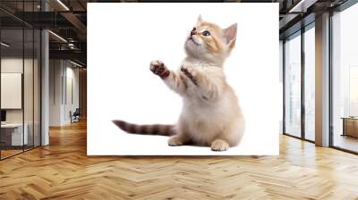 cute playful kitten cat isolated on transparent background. PNG. 
 Wall mural