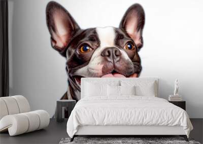 Happy french bulldog isolated on transparent background. PNG Wall mural