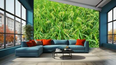 Green paddy rice in the farm Wall mural