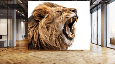 Lion roaring isolated on white background Wall mural