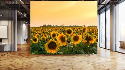 A beautiful sunflower field Wall mural