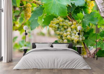 bunch of green grapes Wall mural