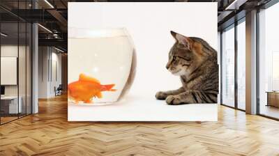 Home cat and a gold fish. Wall mural