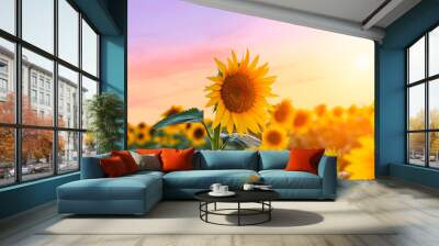 Sunflower field Wall mural