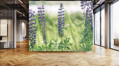 Lupine plants on a plant background Wall mural