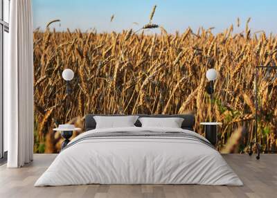 Golden wheat field, agricultural industry concept. Natural background Wall mural