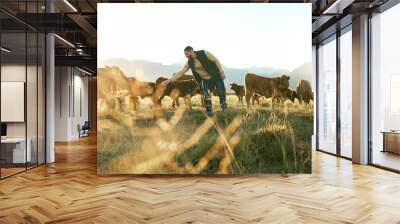 Farm animal, cows and cattle farmer outdoor in countryside to care, feed and raise animals on grass field for sustainable farming. Man in beef industry while working with livestock in nature in Texas Wall mural