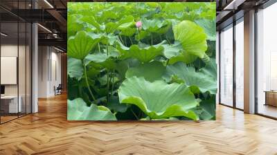 Layers and layers of the waterlily leaves, and the pink, blossoms of the summer 2022, July 19th Tokyo Japan Wall mural