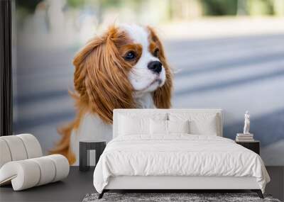 cavalier king charles spaniel Wall mural