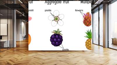 Different types of fruits: simple, aggregate and multiple. Scheme for botany lessons Wall mural