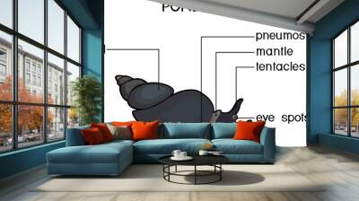 External anatomy of common air-breathing freshwater snail. Structure of pond snail for biology lessons Wall mural