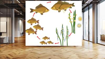 Fish life cycle. Sequence of stages of development of Crucian carp (Carassius) freshwater fish from egg to adult animal isolated on white background Wall mural