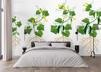 Life cycle of cucumber plant. Stages of growth from seed and sprout to adult plant with fruits Wall mural