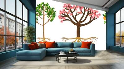 Life cycle of peach tree isolated on white background. Plant growing from seed to peach tree with ripe fruits and root system Wall mural