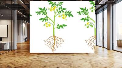 Life cycle of tomato plant. Growth stages from seed to flowering and fruiting plant with ripe red tomatoes and root system isolated on white background Wall mural