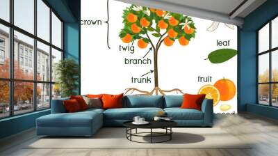 Parts of plant. Morphology of orange tree with fruits, flowers, green leaves and root system isolated on white background Wall mural