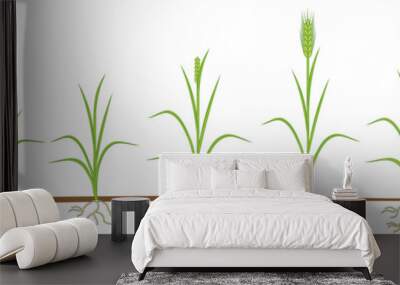 Rye life cycle. Stages of growth from seed to mature rye plant with root system isolated on white background Wall mural