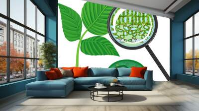 Sectional diagram of plant leaf microscopic structure under magnifying glass and chloroplast isolated on white background Wall mural