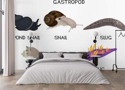 Types of gastropod molluscs: land snail, pond snail, sea snail, slug and sea slug. Educational material for biology lesson Wall mural