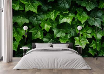 foliage background of ivy leaves Wall mural