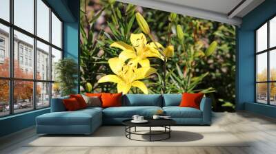 Bright yellow lily flowers Wall mural