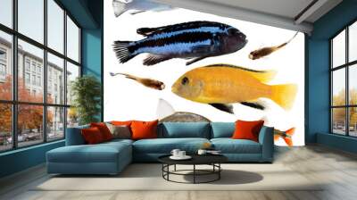 Different aquarium fishes isolated on white Wall mural