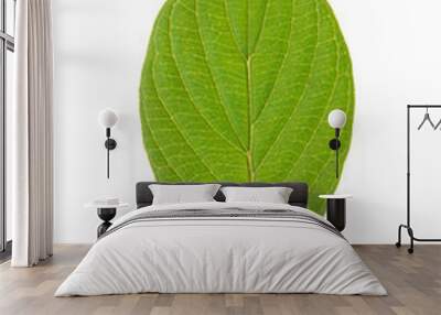 green leaf of roughleaf dogwood isolated on white Wall mural