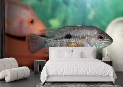 Green terror aquarium fish Wall mural