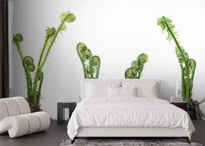 Matteuccia struthiopteris or Fiddlehead fern isolated on white background. General view of group of plants with young green fronds in early spring Wall mural