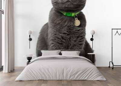 a beautiful gray cat with green eyes sitting isolated on white background, he looks into the camera, neck green collar with medal Wall mural