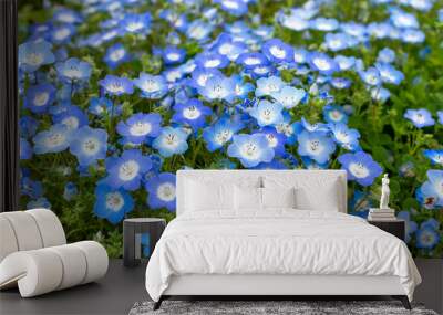 Full blooming of baby blue eyes (Nemophila menziesii) at Maishima island in Osaka, Japan Wall mural