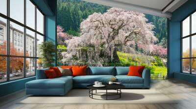 Full blooming of three hundred year old cherry tree in Uda city, Nara, Japan Wall mural