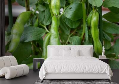 Growing pod of broad bean (Vicia faba) before harvest Wall mural