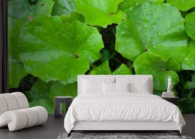 Coltsfoot wet leaves in rainy day. Foalfoot background. Foalfoot texture.  Wall mural