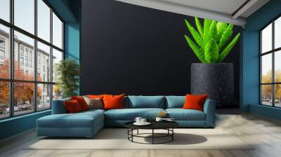 Aloe vera plant growing in a black pot on a black background with copy space Wall mural