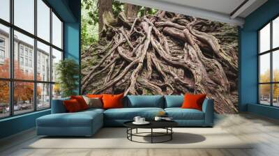 Massive tree roots above ground and rocks Wall mural