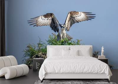 Osprey in flight landing in nest  Wall mural