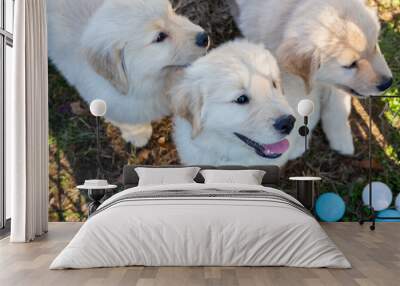 Golden Retriever Puppies Wall mural