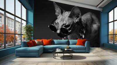 Cat of breed sphinx wearing in fashion glasses and a gold chain. Naked cat. A kitten without wool. Dark background. Wall mural