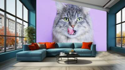 Close up view of funny smiling gray tabby cute kitten with green eyes licking lips. Pets and lifestyle concept. Portrait of lovely fluffy cat. Wall mural