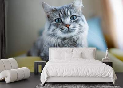 Cute fluffy cat lies on sofa. Tabby lovely kitten with blue eyes and long gray hair. Wall mural