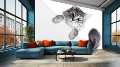 Funny gray tabby kitten showing placard with space for text. Lovely fluffy cat with blue eyes holding signboard on isolated background. Top of head of cat with paws up peeking over blank white banner. Wall mural