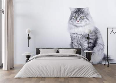 Funny large longhair gray tabby cute kitten with beautiful eyes. Pets and lifestyle concept. Lovely fluffy cat on grey background. Wall mural